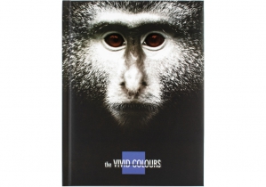 Блокнот Vivid Colours" А5, 80 арк., карт./порол., Клит., "обезьяна" COOLFORSCHOOL CF21200-06